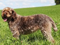 Wirehaired Pointing Griffon thumbnail